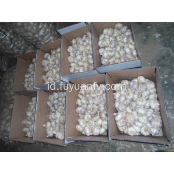 Ukuran putih bawang putih normal besar